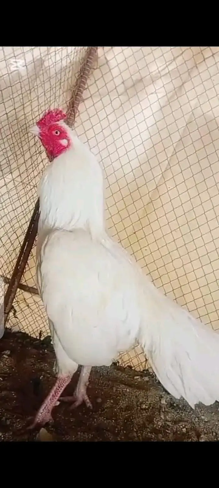 heera egg  available price 600 — photo 2