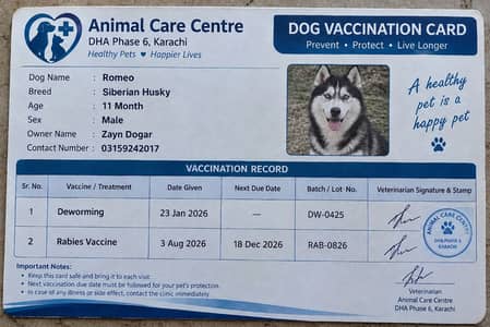 Siberian Husky