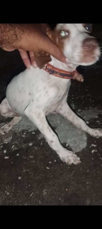 English pointer