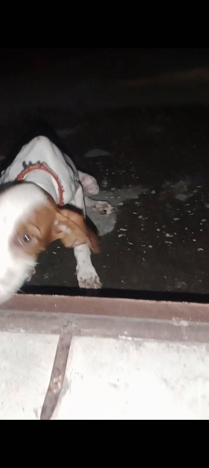 English pointer 1