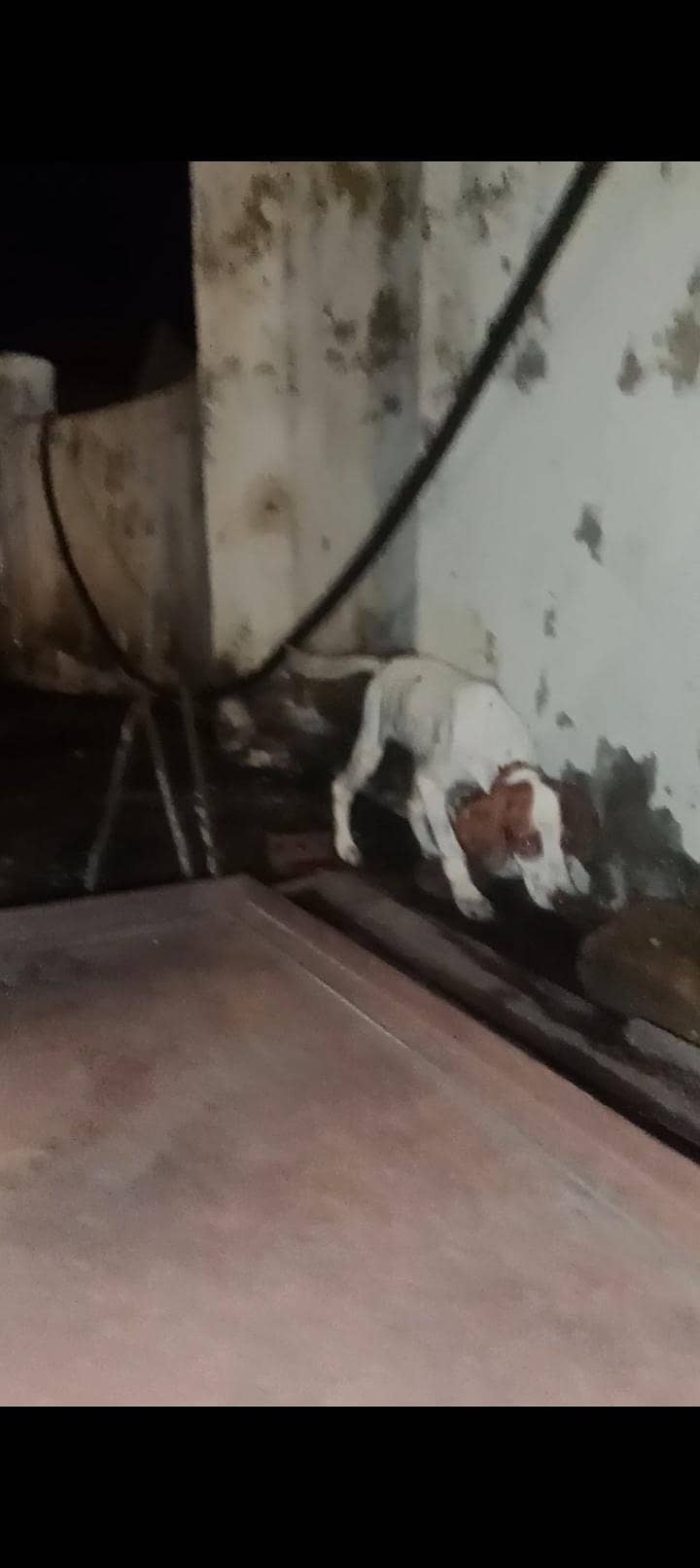English pointer 2