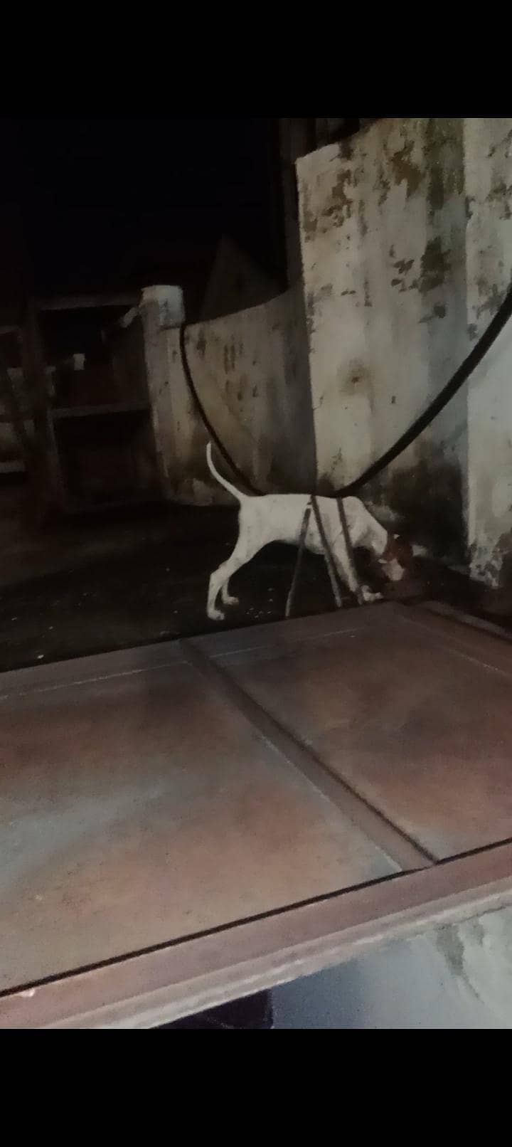 English pointer 3