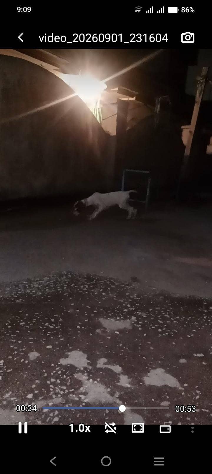 English pointer 4