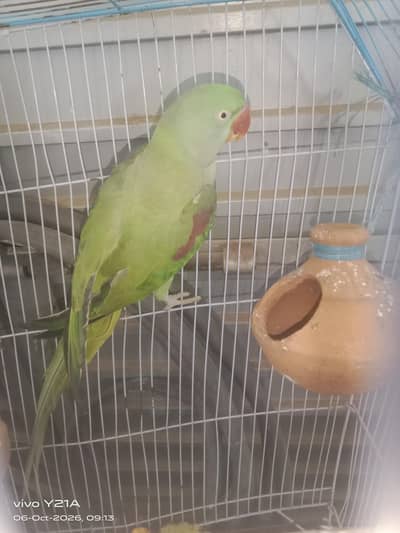 Full Talking Female