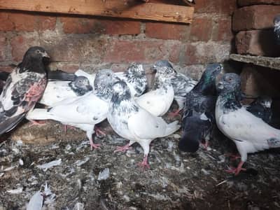 prwazi cross pigeons for sell