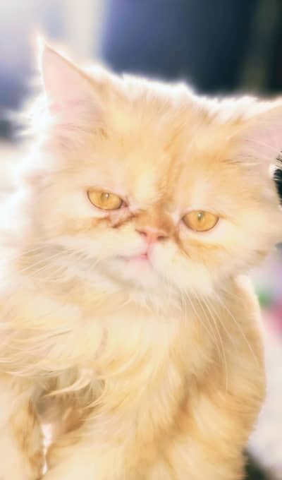 punch face male Persian