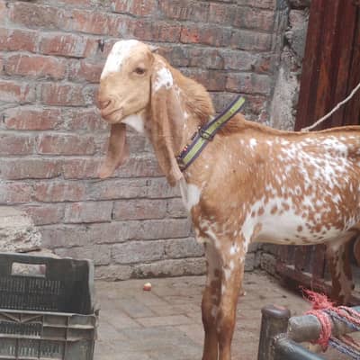 makkhi chena bacha for sell