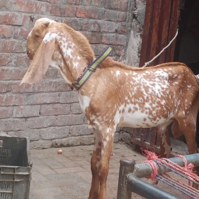 makkhi chena bacha for sell — photo 3
