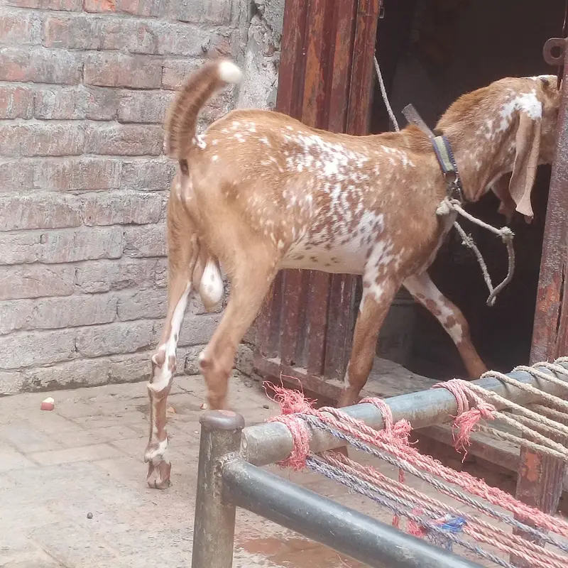 makkhi chena bacha for sell — photo 4