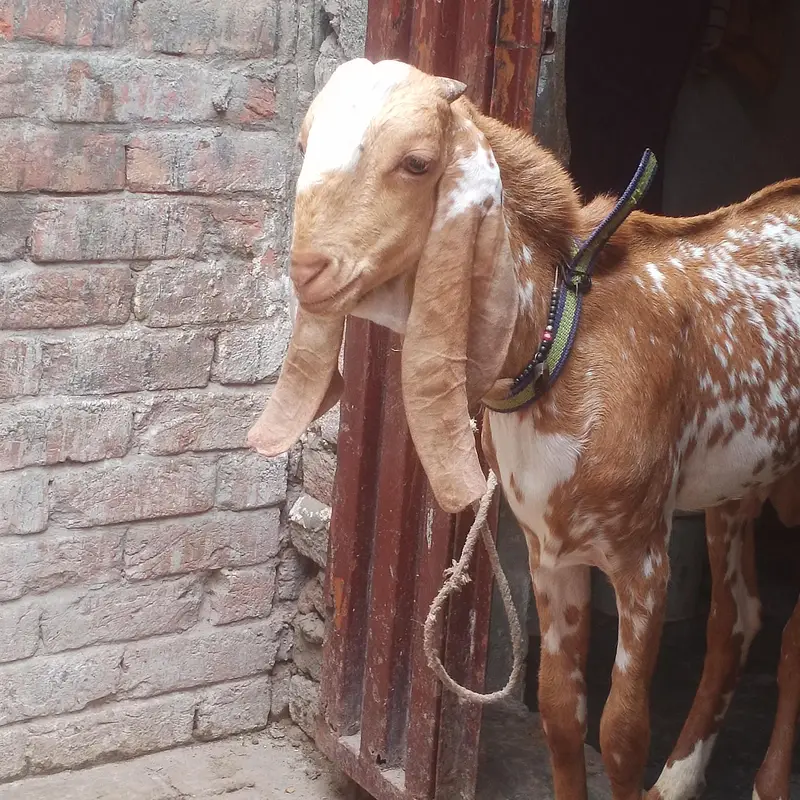 makkhi chena bacha for sell — photo 5
