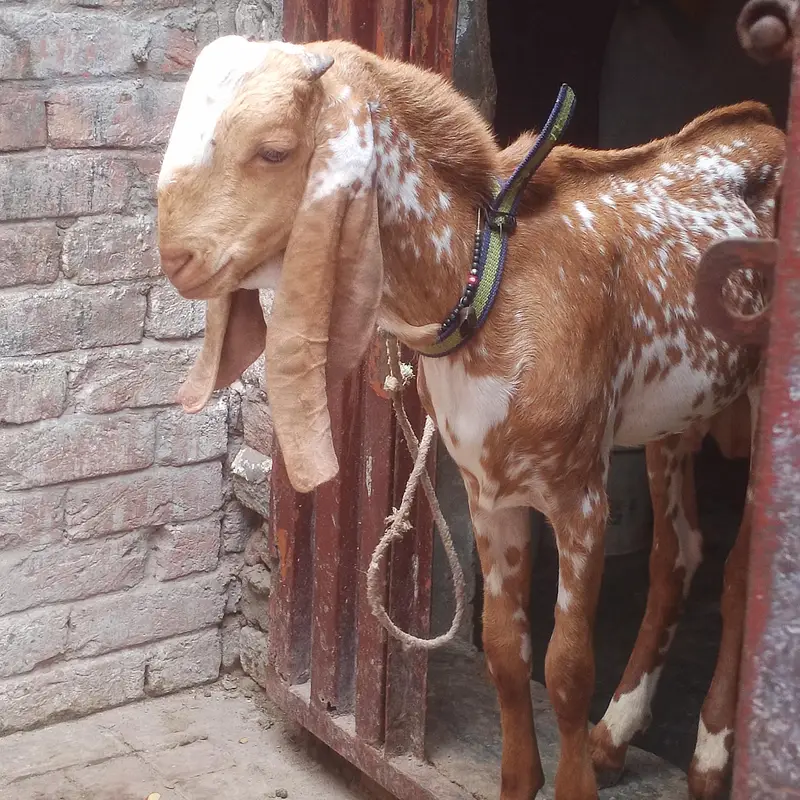 makkhi chena bacha for sell — photo 6