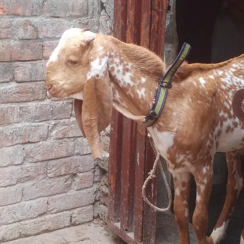 makkhi chena bacha for sell — photo 7