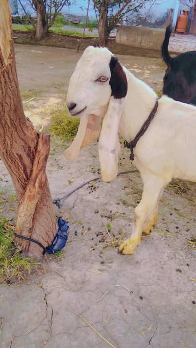 bakra | ablak beetal  | bakri | Sheep |kajla |0300-0091606