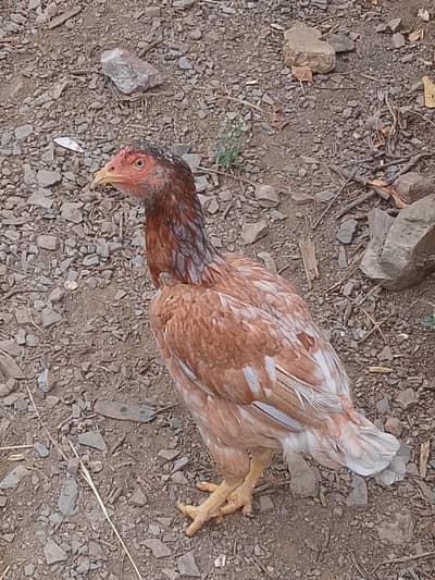 for sale