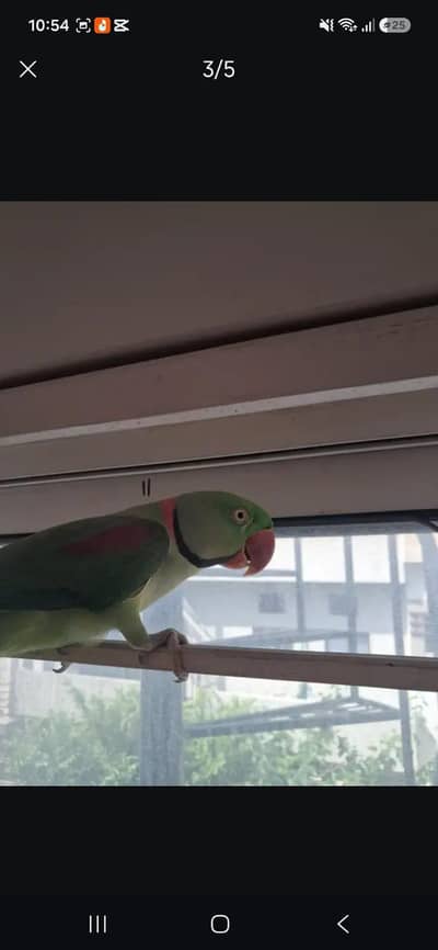 Alexandrine Parakeet