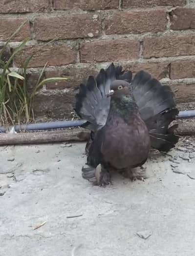 American fentail