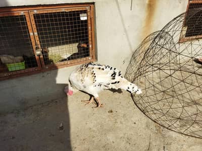 Turkey Bird 1 male 3 female for sale