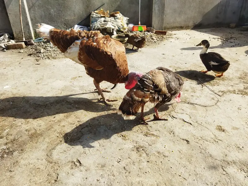 Turkey Bird 1 male 3 female for sale — photo 2