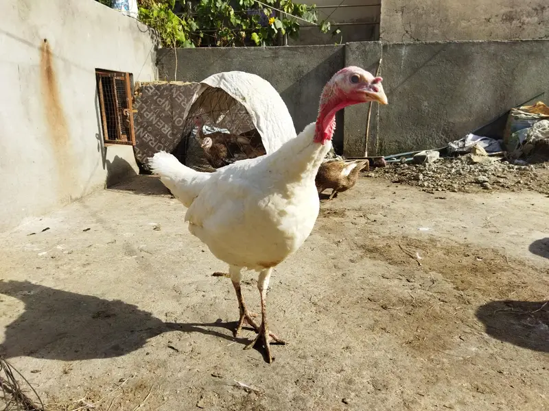 Turkey Bird 1 male 3 female for sale — photo 3