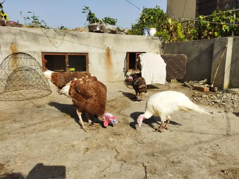 Turkey Bird 1 male 3 female for sale — photo 4