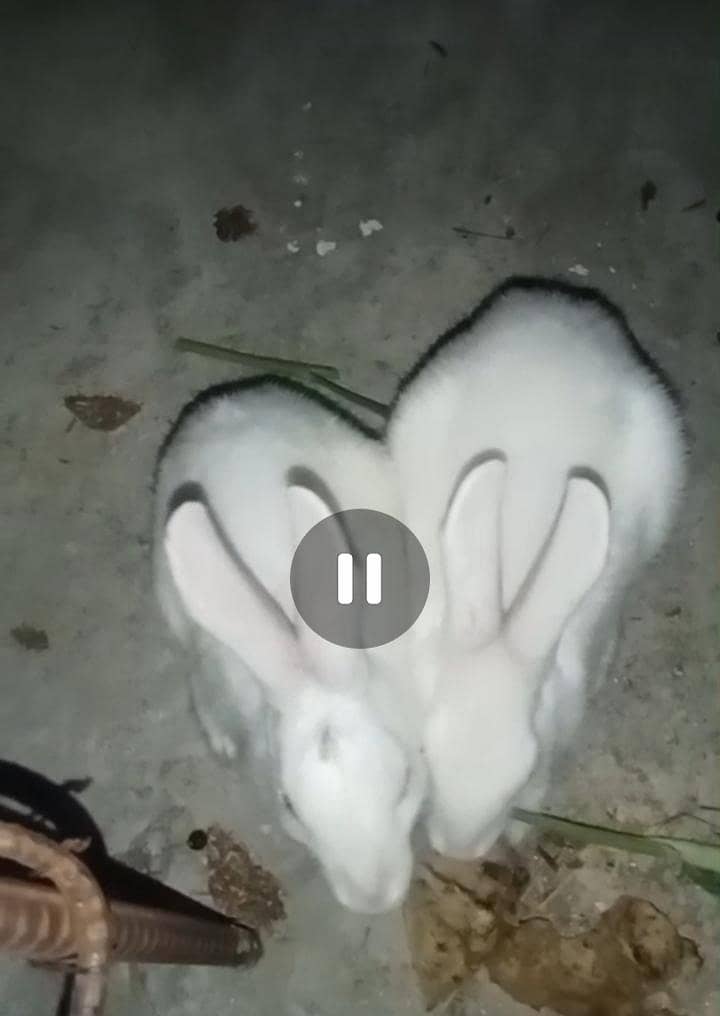 Rabbits 0