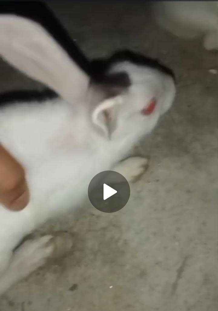Rabbits 1