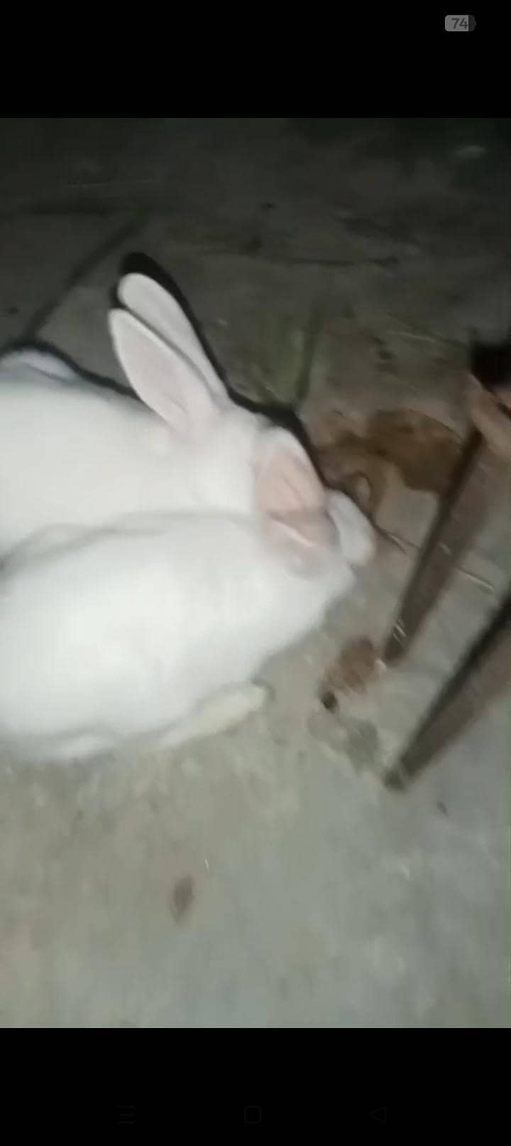 Rabbits 2