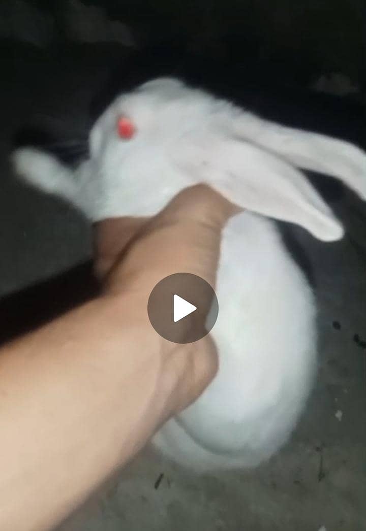Rabbits 3