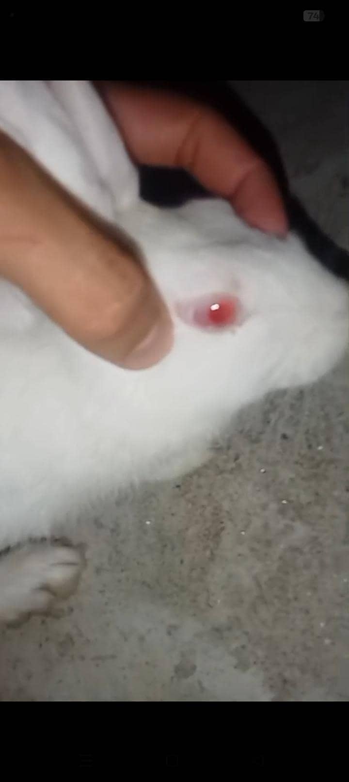 Rabbits 4