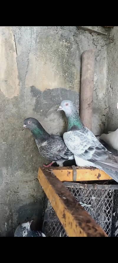 High Quality pigeons