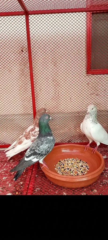 High Quality pigeons — photo 4