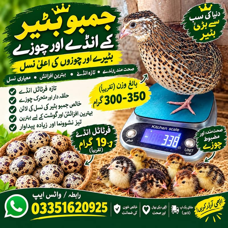 Breeder eggs and chicks 0