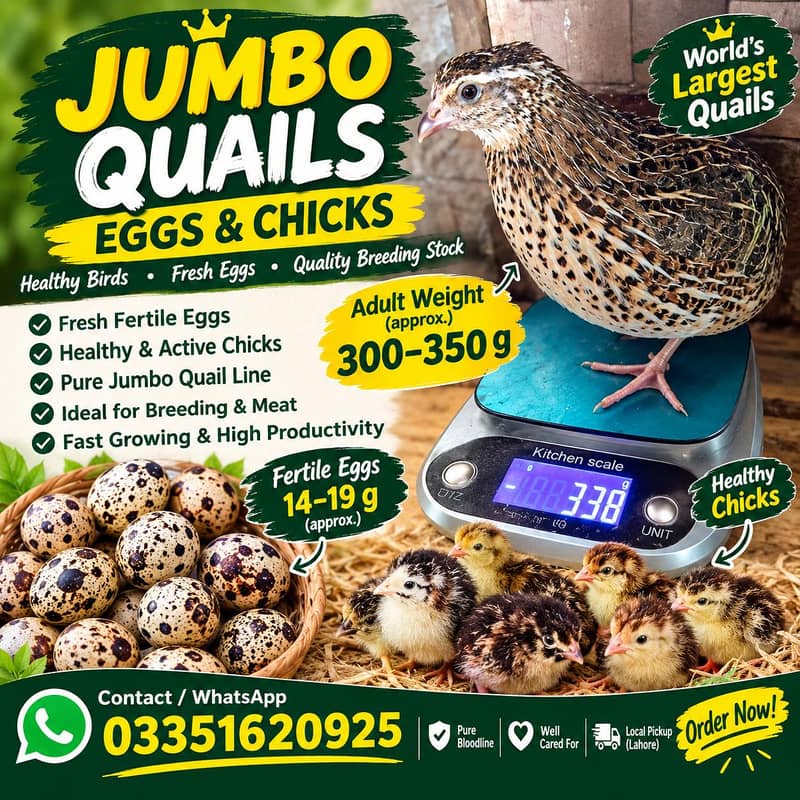 Breeder eggs and chicks 1