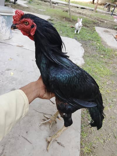 aseel hen
