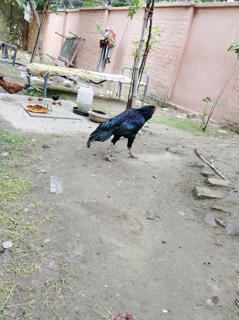 aseel hen 1