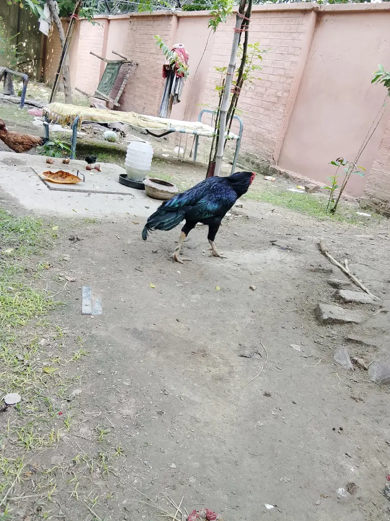 aseel hen — photo 2