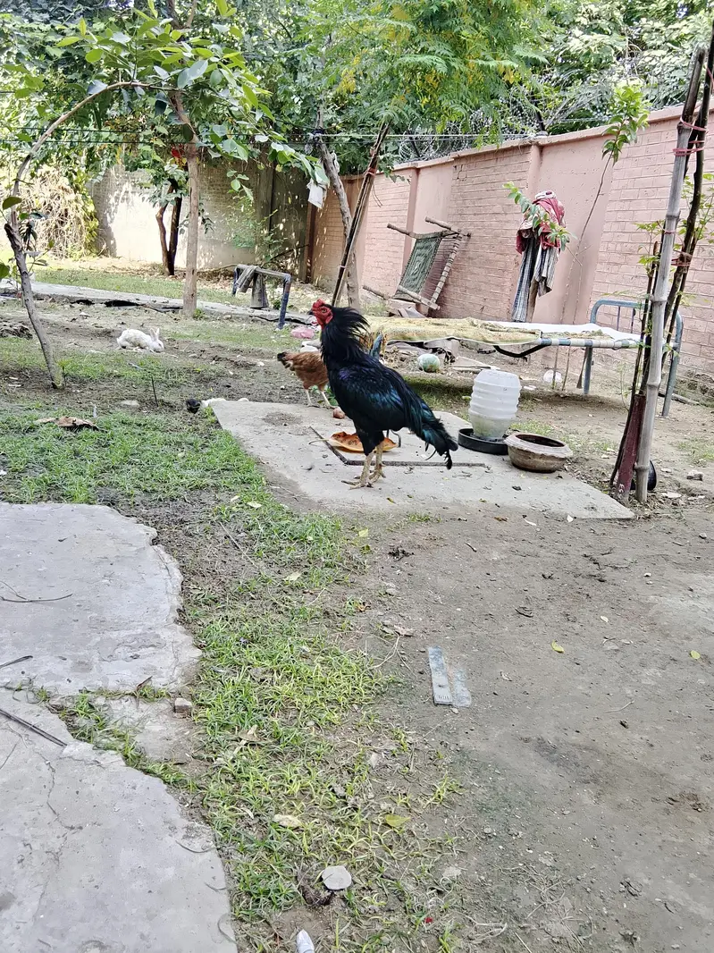 aseel hen — photo 3