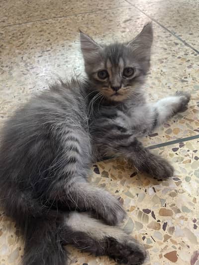 Persian kittens for sale