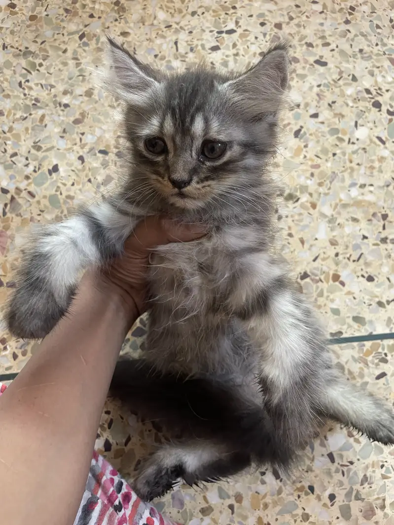 Persian kittens for sale — photo 2