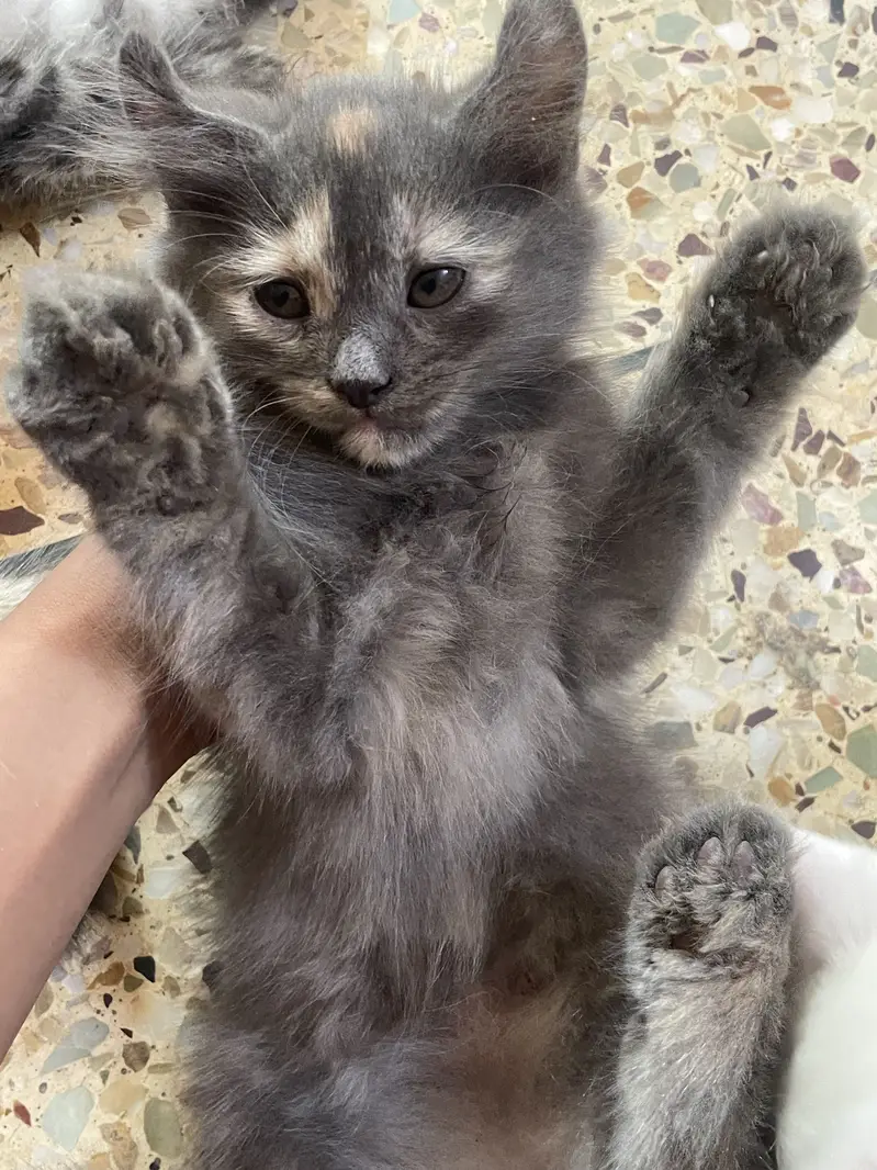 Persian kittens for sale — photo 3