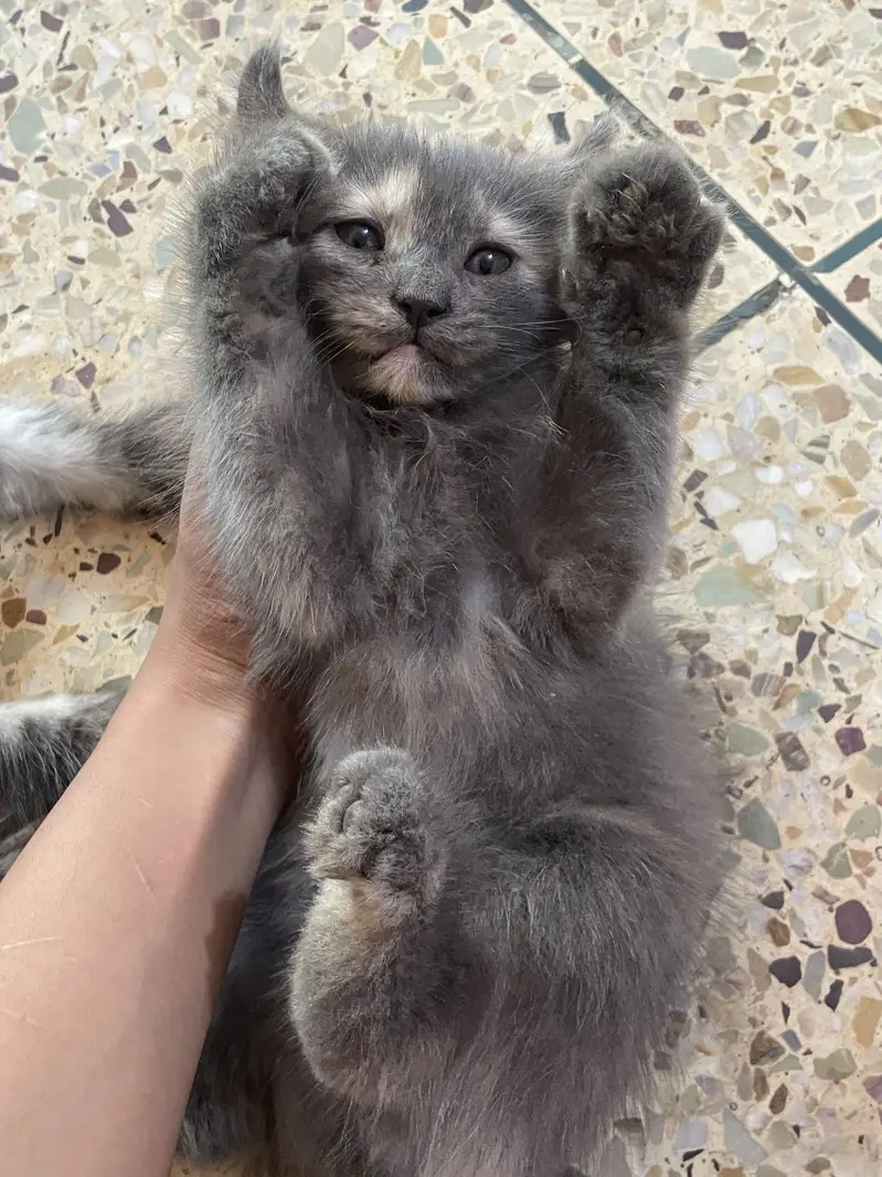 Persian kittens for sale — photo 4