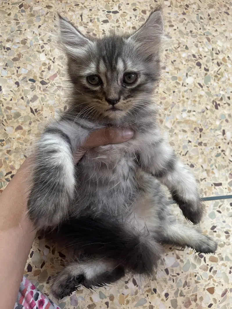 Persian kittens for sale — photo 5