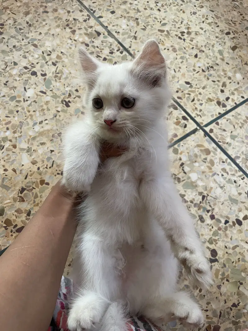 Persian kittens for sale — photo 6
