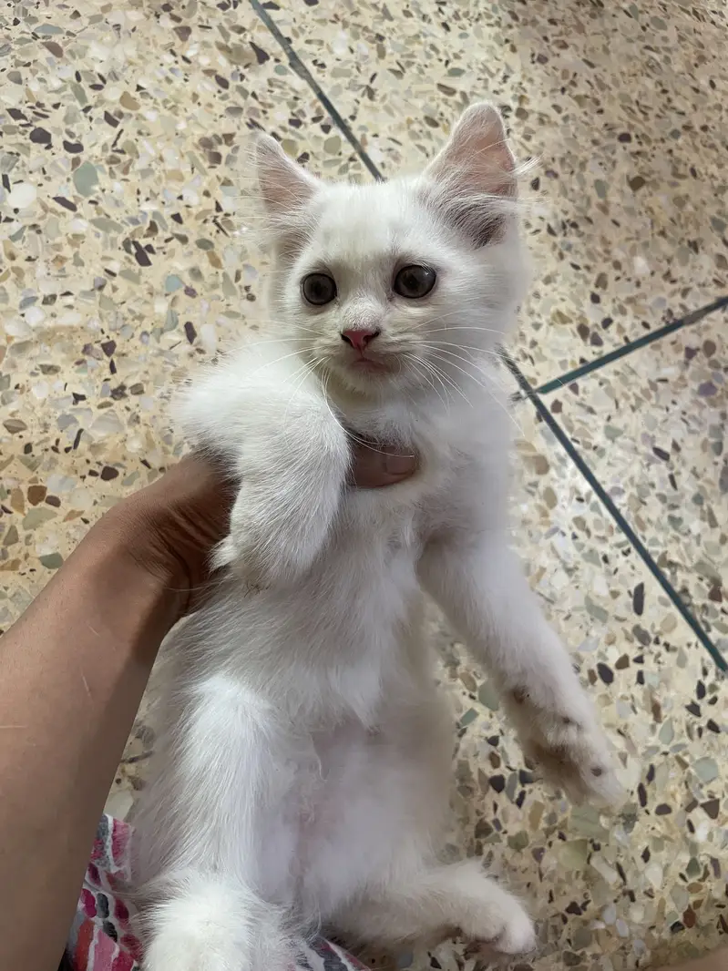 Persian kittens for sale — photo 7