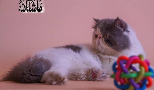 CFA bloodline Blue white male only matting