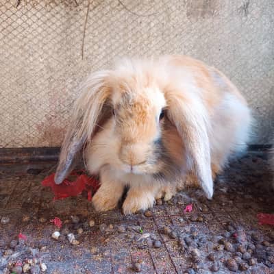 hiland loop Breeder female
