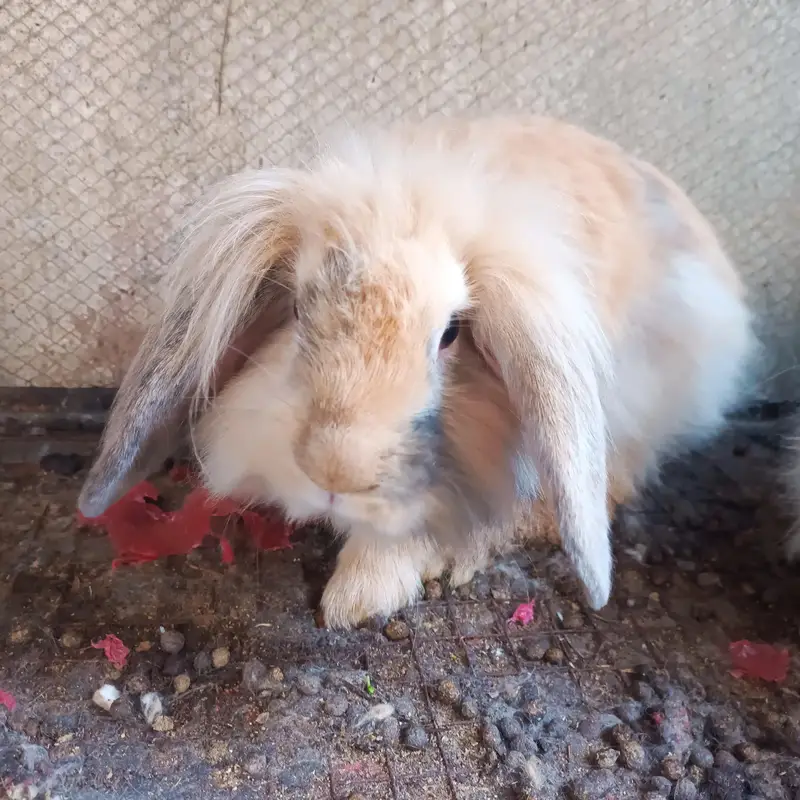 hiland loop Breeder female — photo 5