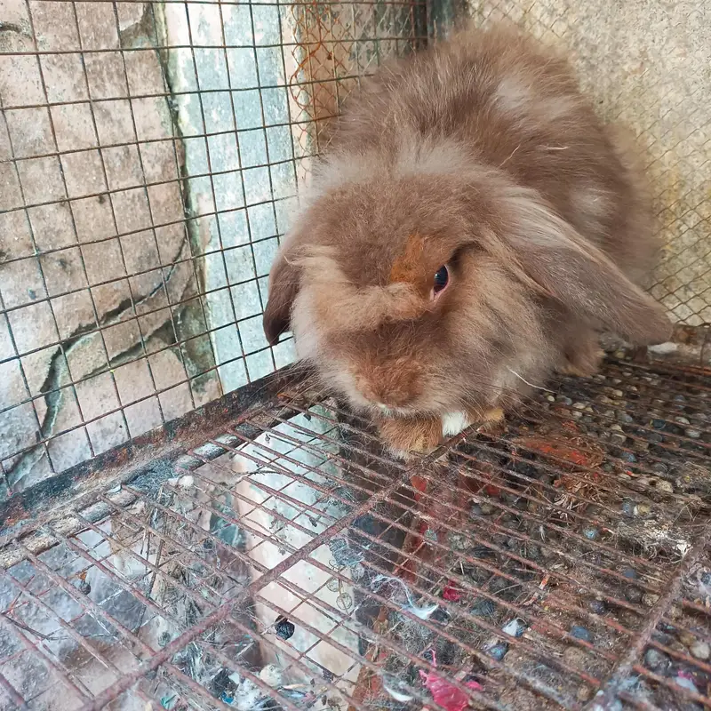 hiland loop Breeder female — photo 8