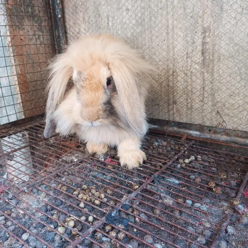 hiland loop Breeder female — photo 9