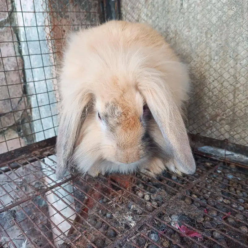 hiland loop Breeder female — photo 10